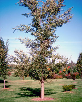 Buy Affordable Princeton Elm - Arbor Day Foundation