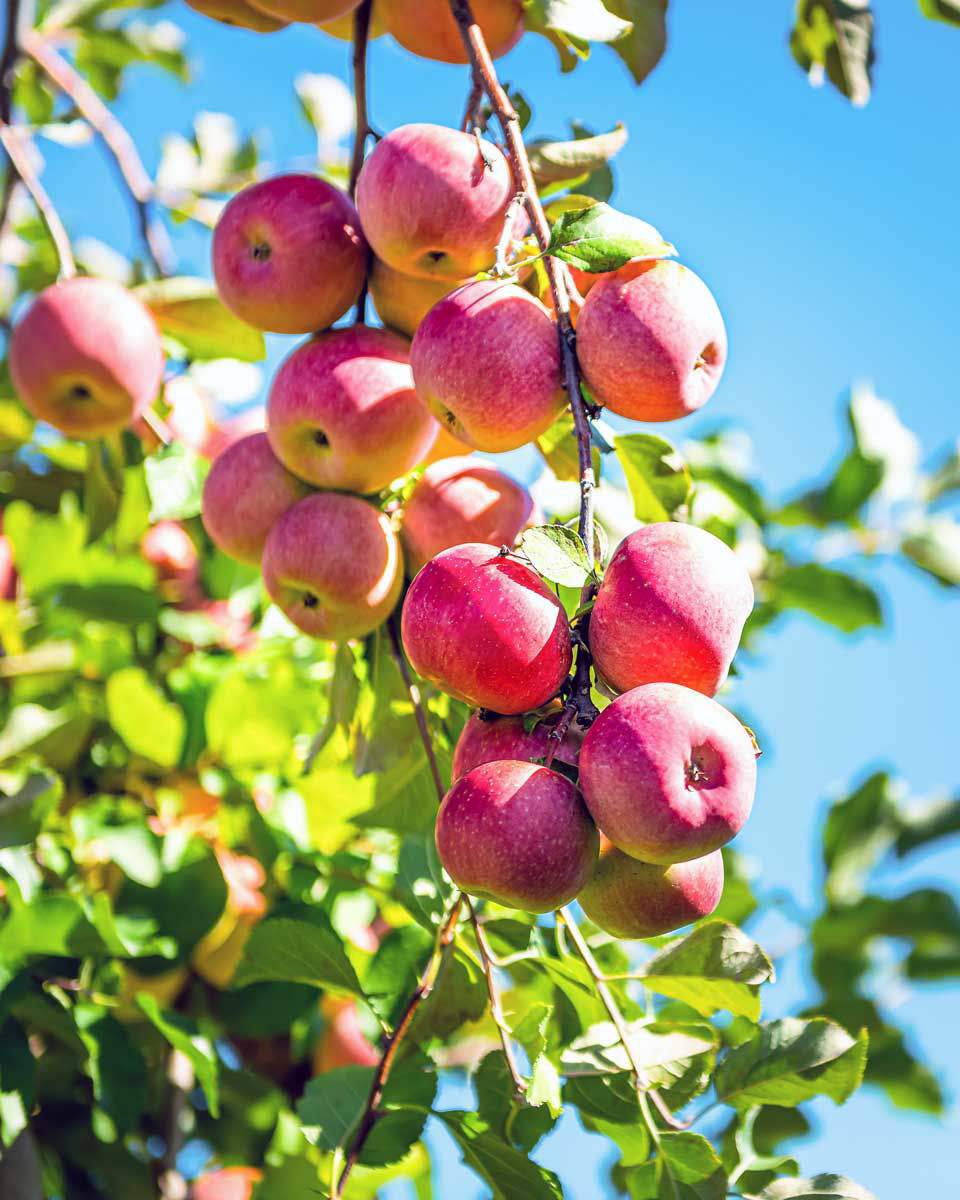 Can You Plant Apple Seeds From Store-Bought Apples?