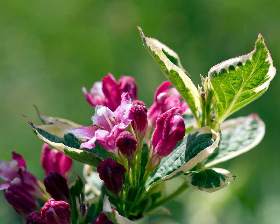 Image of Close-up of weigela variegata flowers