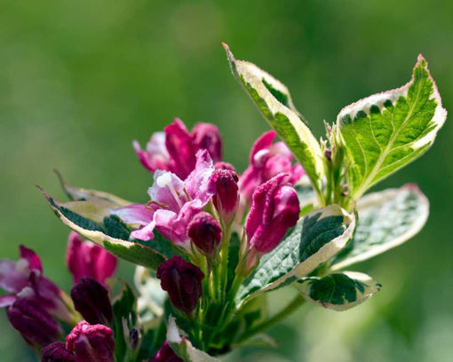 Picture of Variegated Weigela