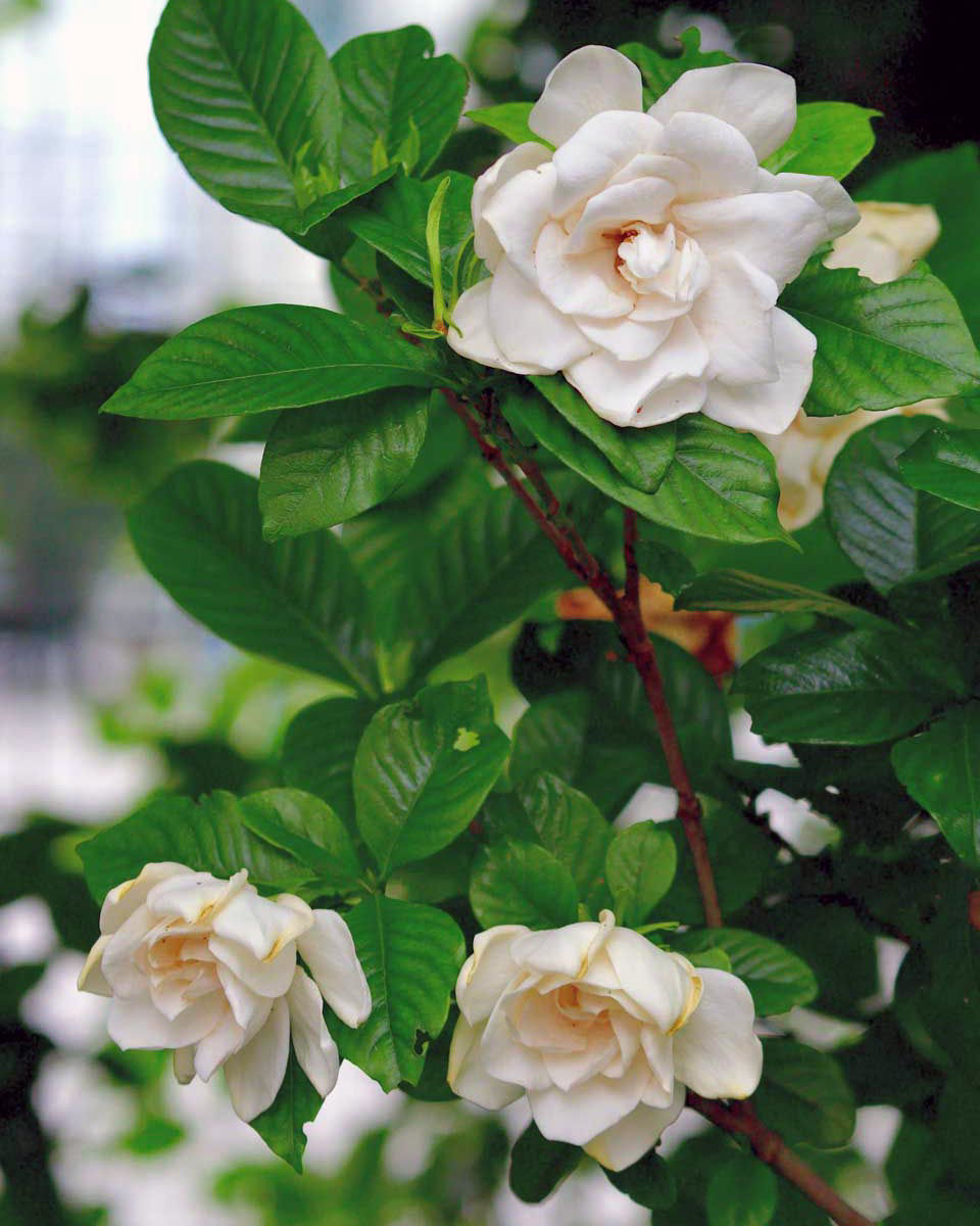 Buy Affordable Steady As She Goes™ Gardenia - Arbor Day Foundation