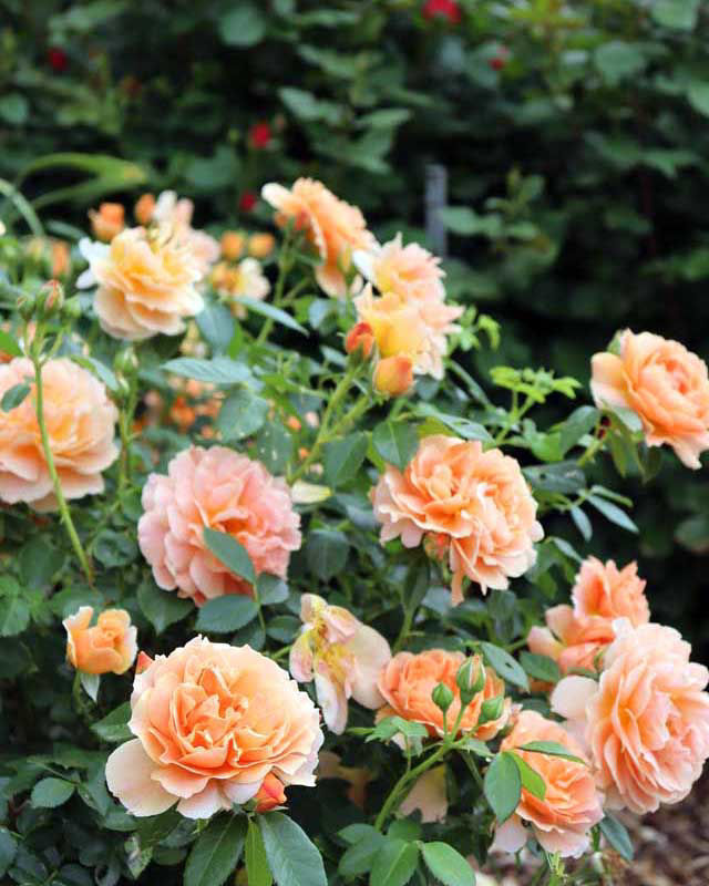 Buy Affordable At Last® Rose - Apricot Peach bush - Rosa 'Horcogjil ...