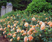 Picture of At Last® Apricot Peach Rose