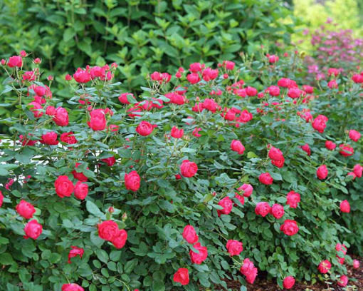 Buy Affordable Oso Easy Double Red® Rose bush - Rosa 'Meipeporia ...