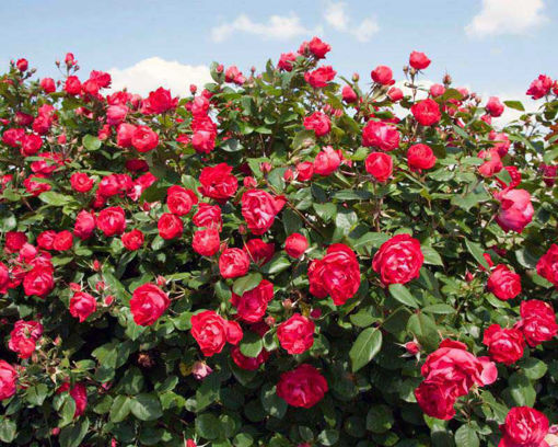 Buy Affordable Oso Easy Double Red® Rose bush - Rosa 'Meipeporia ...