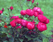 Picture of Oso Easy Double Red® Rose