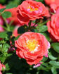 Picture of Oso Easy Mango Salsa® Rose