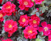 Picture of Oso Easy Urban Legend® Rose