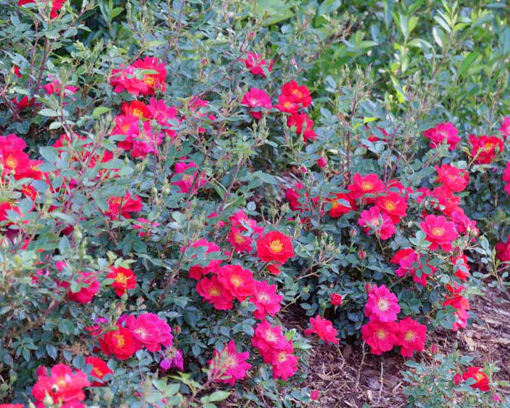 Buy Affordable Oso Easy Urban Legend® Rose bush - Rosa x 'ChewPatout ...