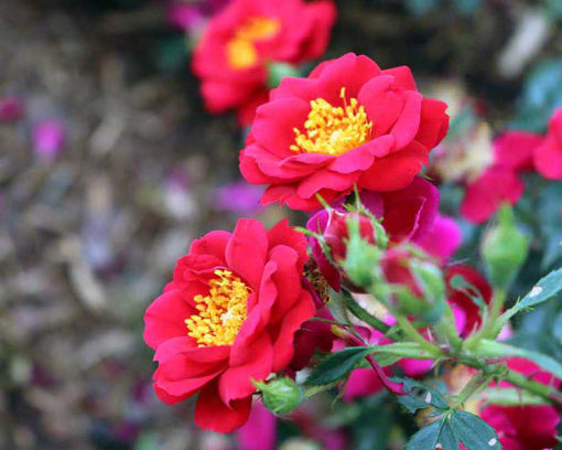 Picture of Oso Easy Urban Legend® Rose