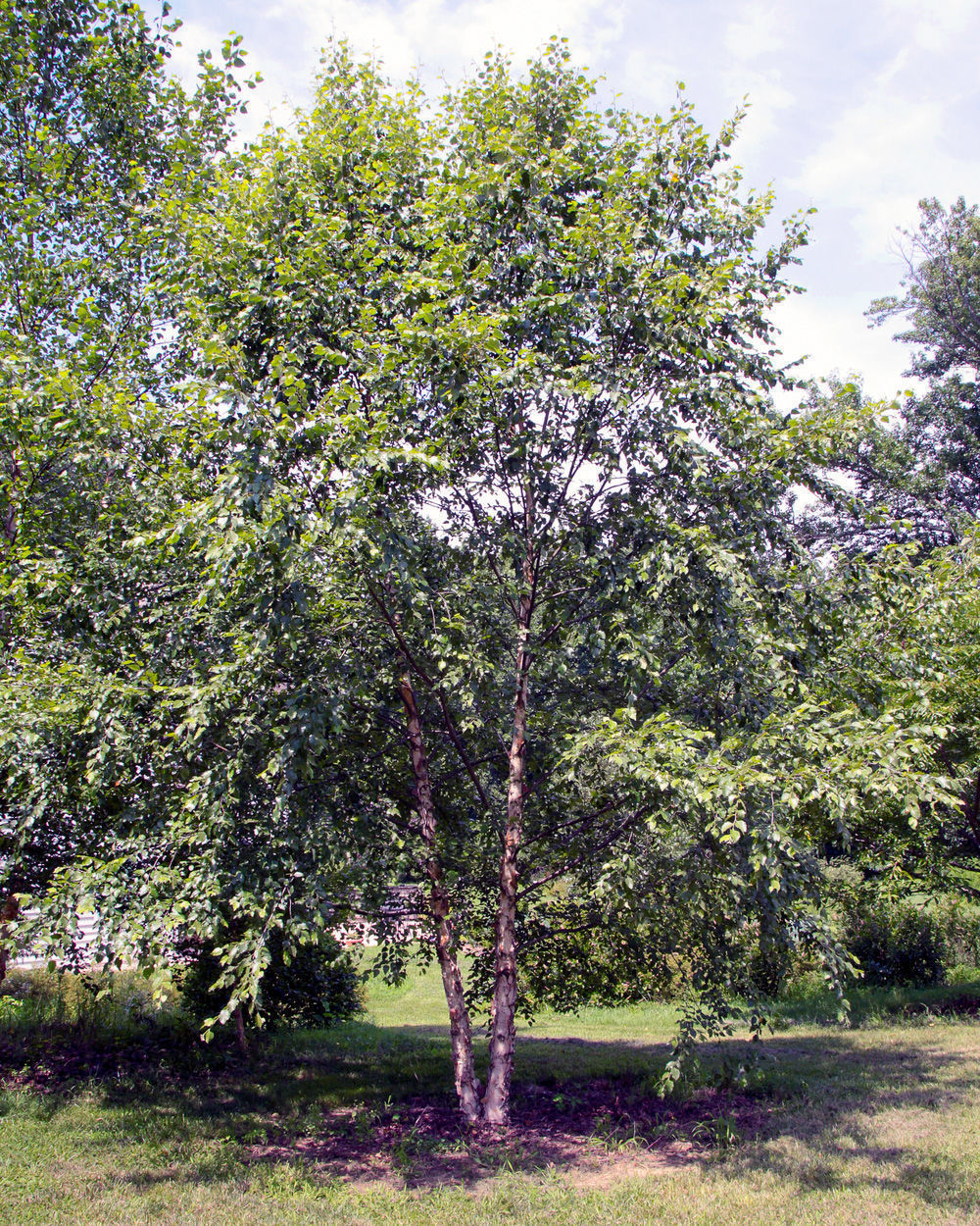 heritage river birch trees for sale at arbor day's online tree