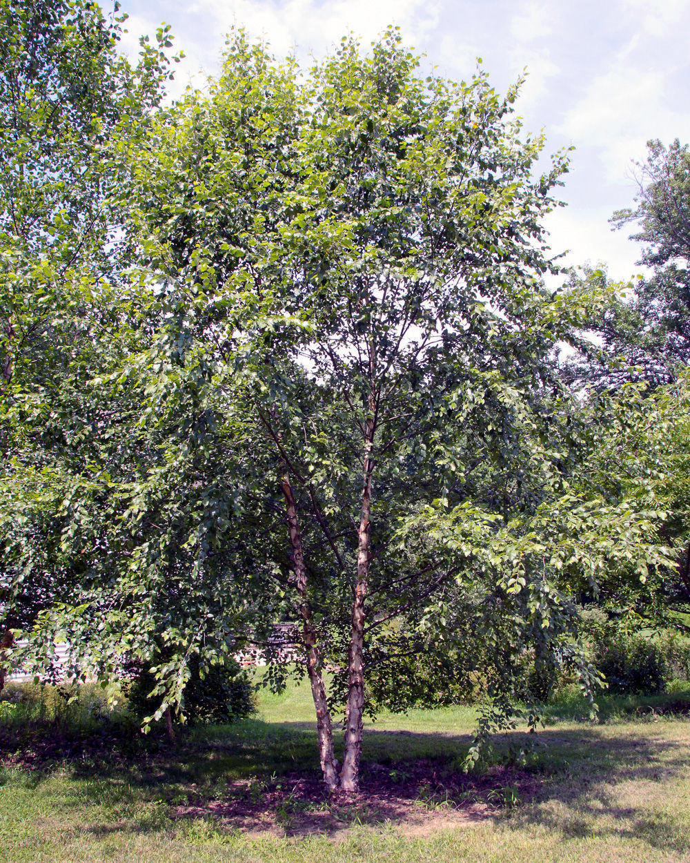 River Birch Tree