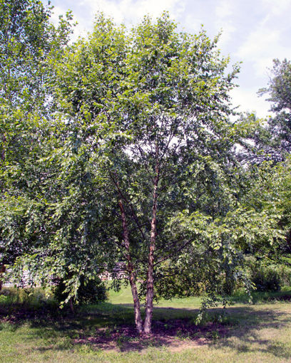 Picture of Heritage River Birch