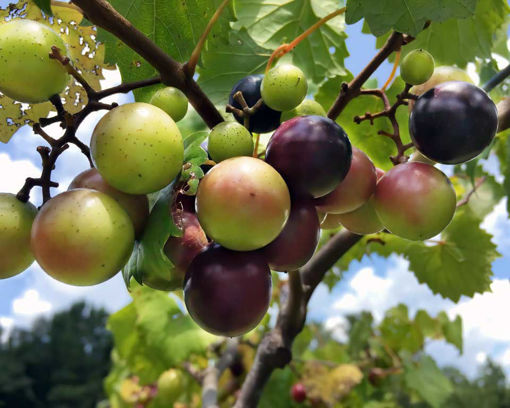 Picture of Southern Home Muscadine Grape