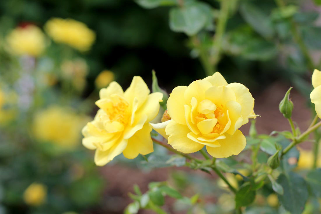 Buy Affordable Oso Easy Lemon Zest® Rose Bush - Rosa X 'chewhocan 