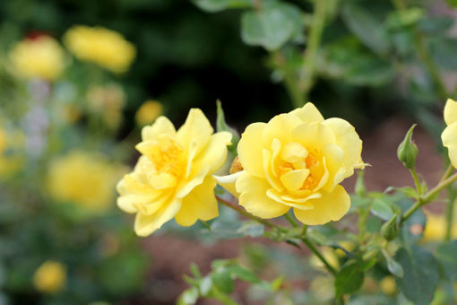 Picture of Oso Easy Lemon Zest® Rose