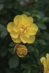 Picture of Oso Easy Lemon Zest® Rose