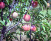 Picture of China Pearl Peach