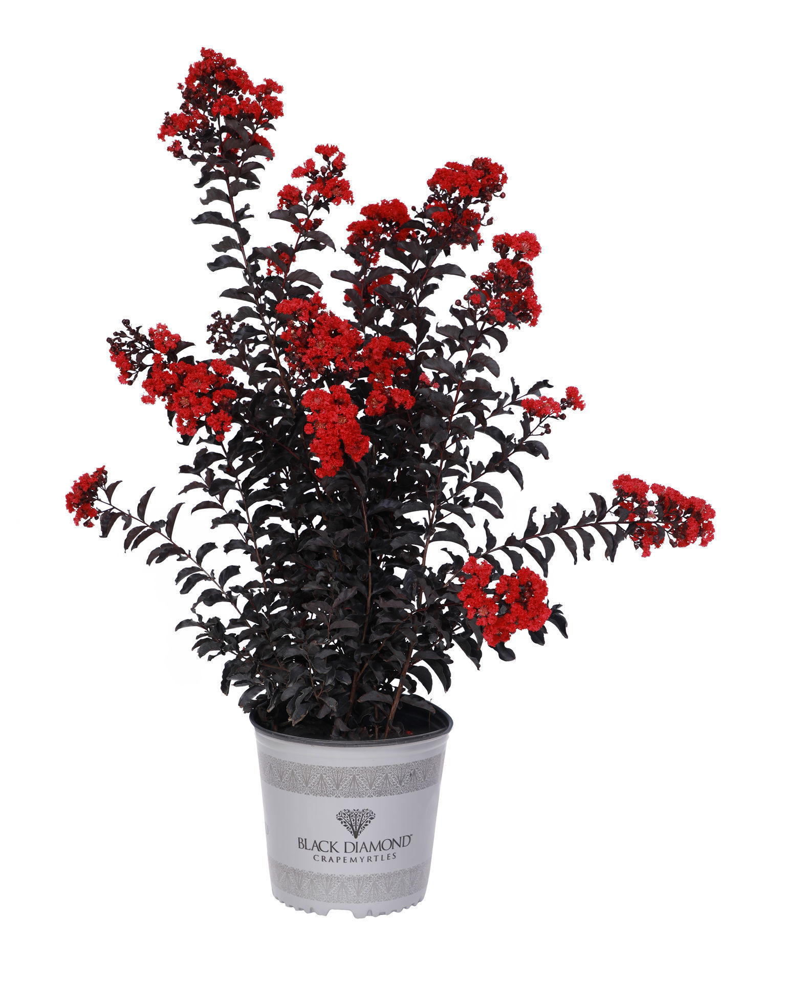 Black Diamond® Crimson Red™ Crapemyrtles for Sale at Arbor Day's Online ...