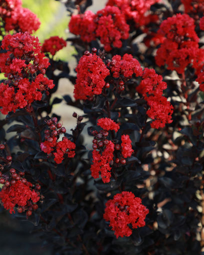 Picture of Black Diamond® Radiant Red™ Crapemyrtle