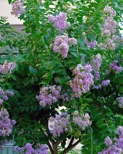 Picture of Muskogee Crapemyrtle