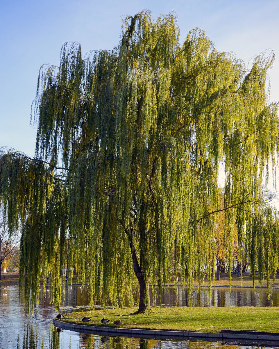 Weeping Willow Tree