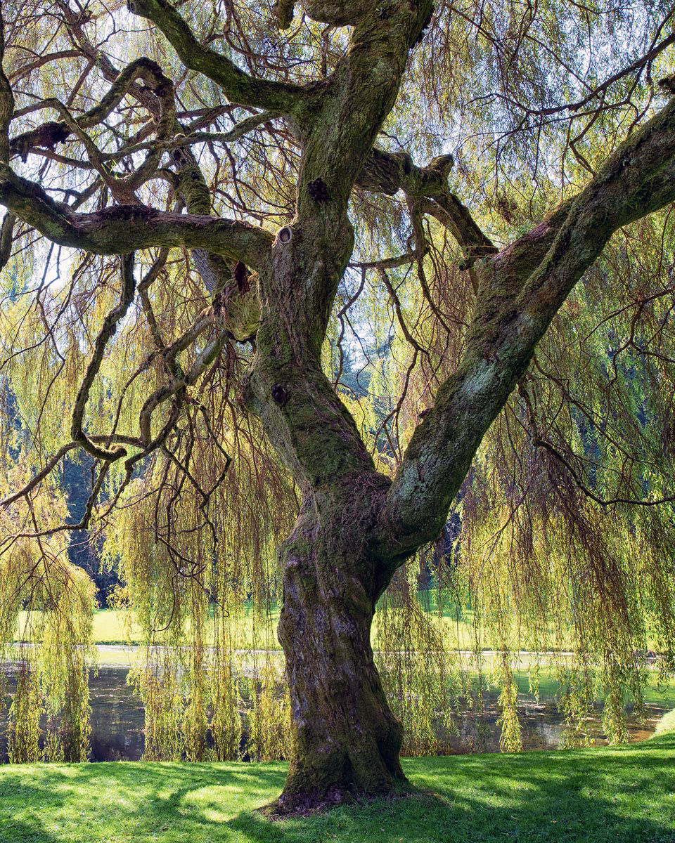 Sun filtering through the leaves of a willow tree