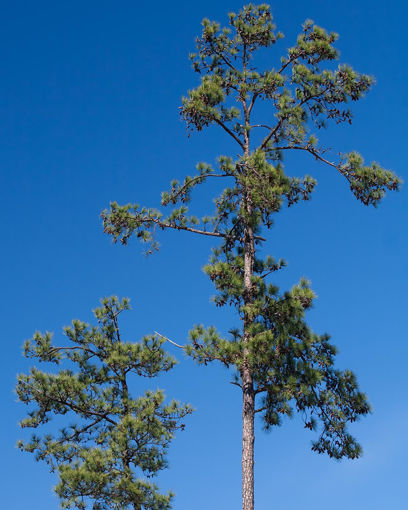 Picture of Loblolly Pine