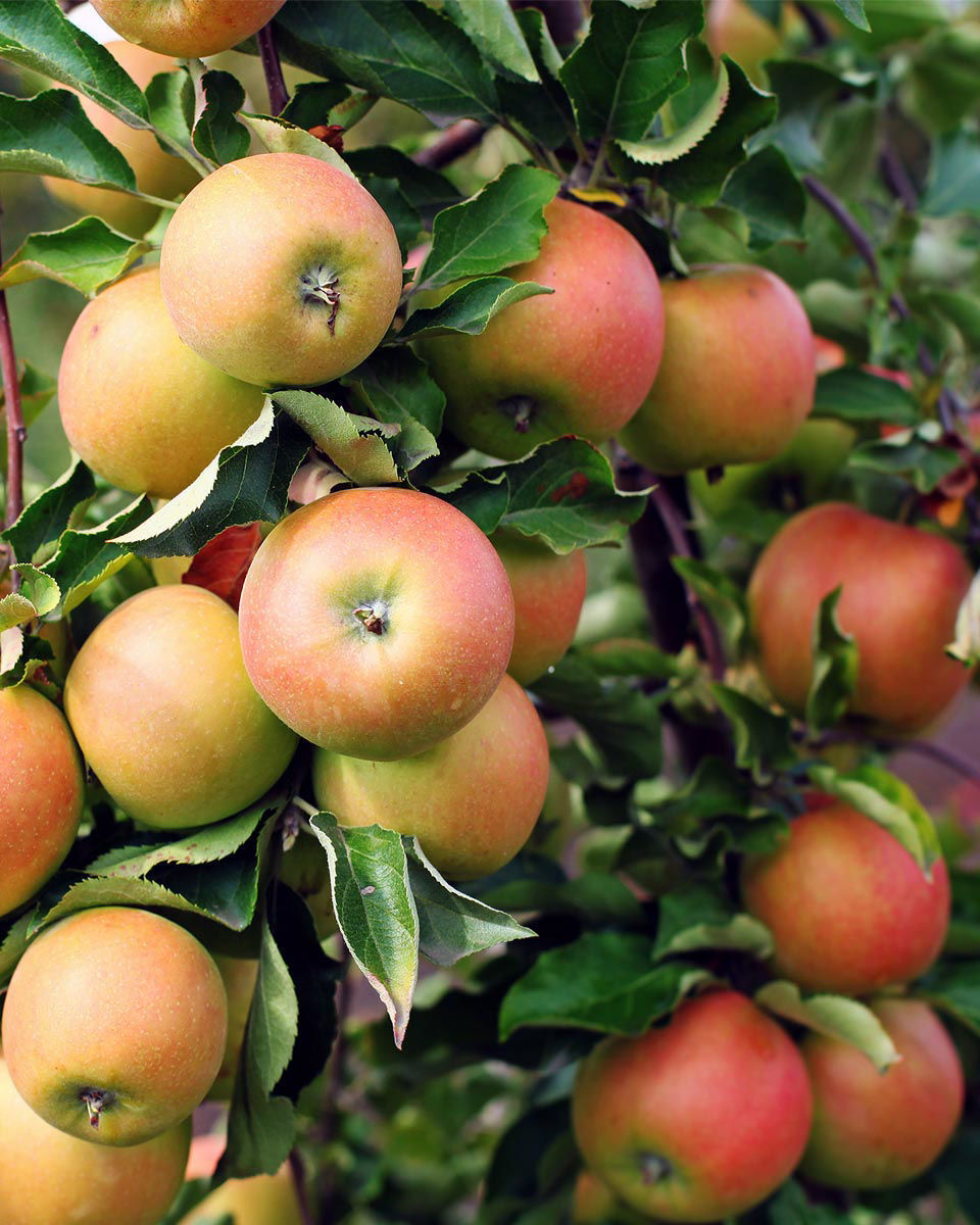 Jonagold Apple Trees For Sale At Arbor Day s Online Tree Nursery 