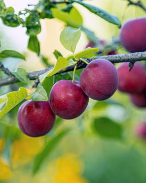 Black Ice® Plum Trees for Sale at Arbor Day's Online Tree Nursery ...