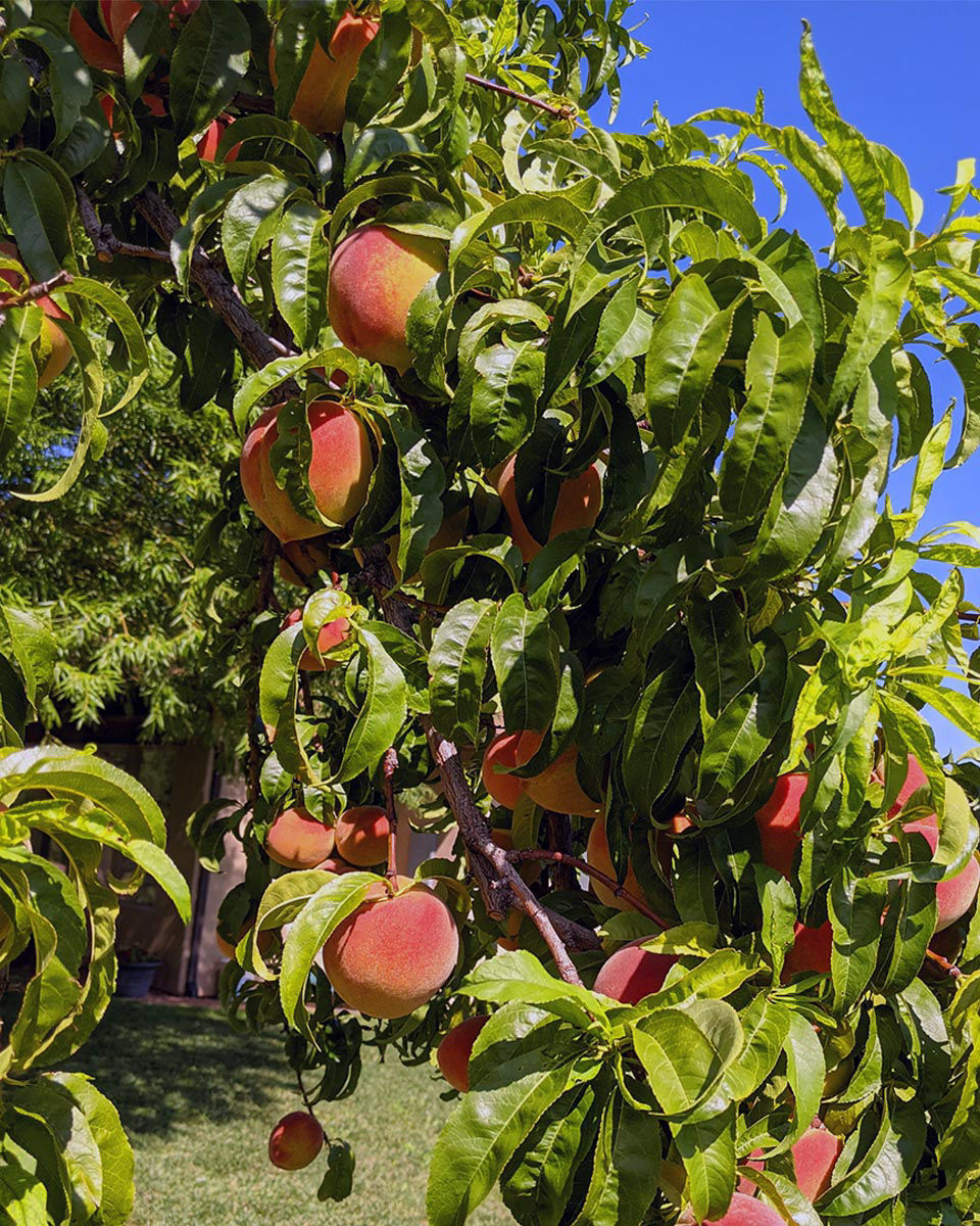 Bonanza Peach Trees for Sale