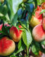 Picture of Carolina Gold Peach