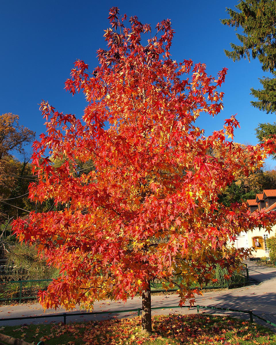 Image of Maple tree with flowers in summer