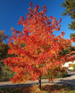 Picture of Summer Red Maple