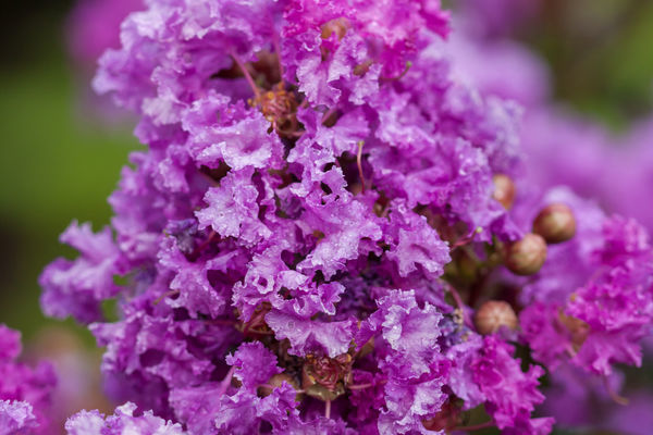 Crape Myrtle - First Editions® Ruffled Red Magic