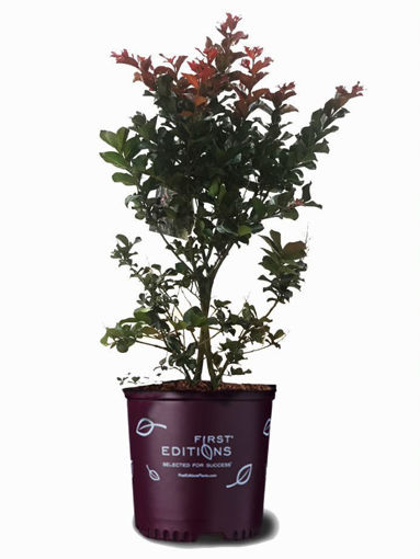 Picture of First Editions® Plum Magic Crapemyrtle