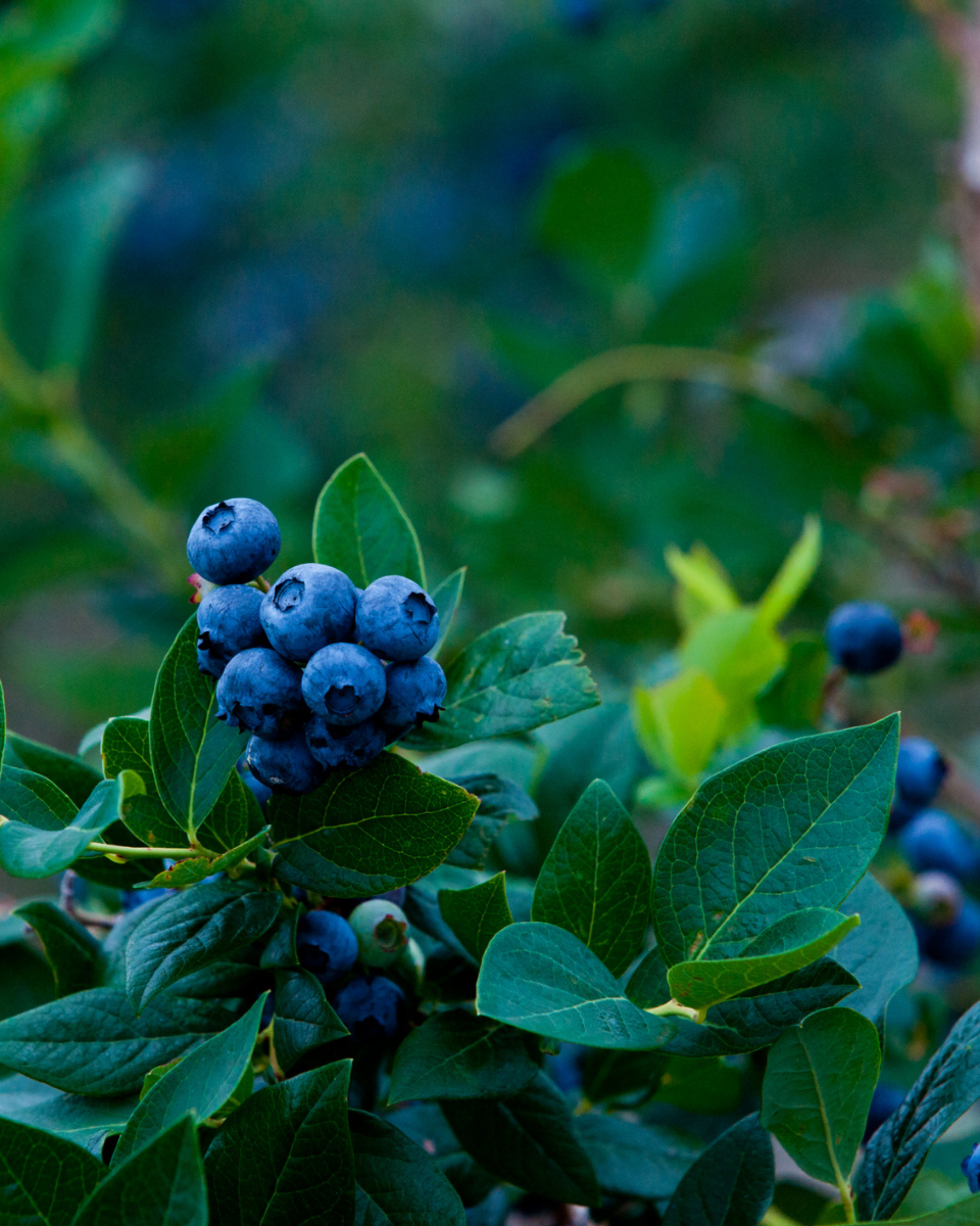 Powder Blue Blueberry Bushes for Sale at Arbor Day's Online Tree Nursery -  Arbor Day Foundation