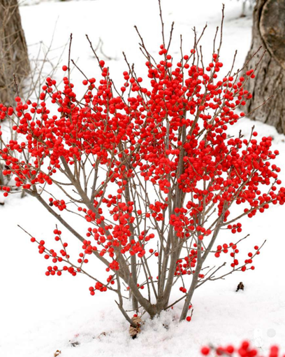 Picture of Berry Poppins® Winterberry
