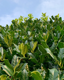 Picture of Oakleaf™ Holly