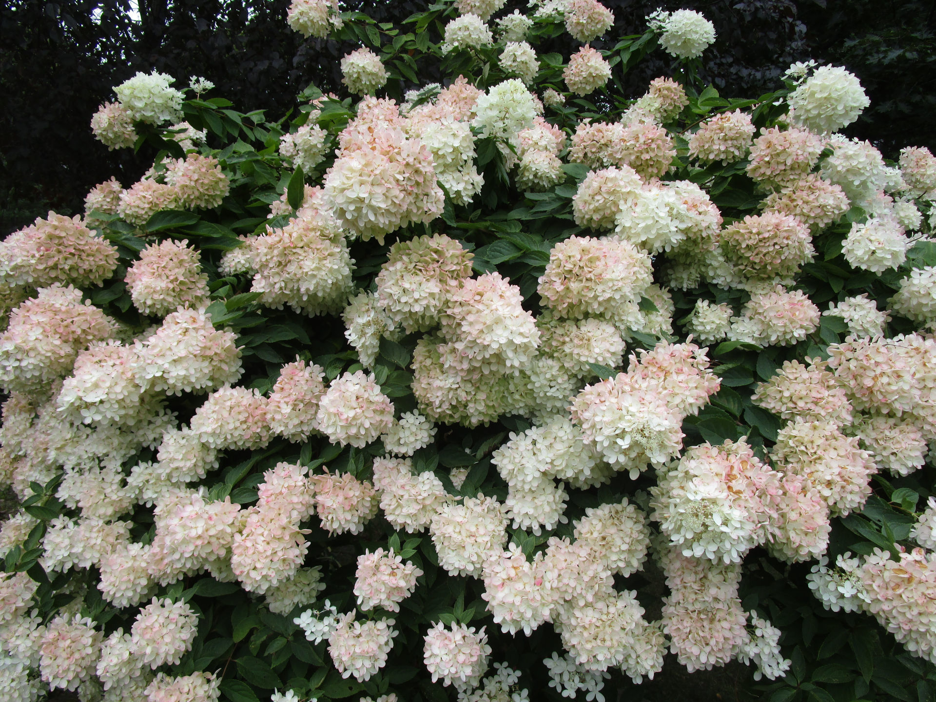 Buy Affordable Pee Gee Hydrangea bush - Hydrangea paniculata Grandiflora  - Arbor Day Foundation