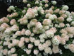 Picture of Pee Gee Hydrangea