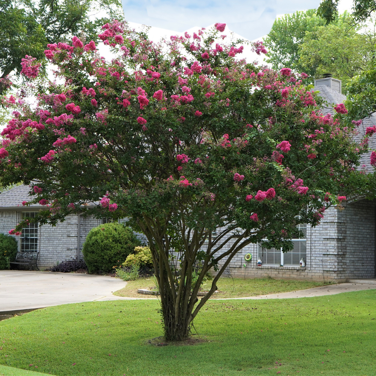 Image of Crape myrtle trees