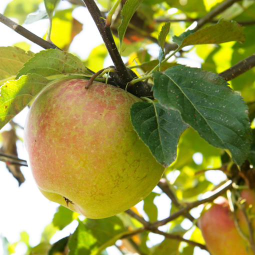 Picture of Gravenstein Apple