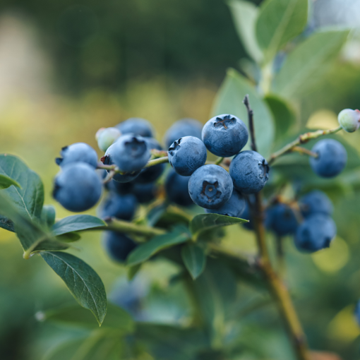 Picture of Austin Blueberry