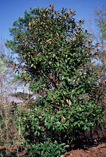 Picture of Bracken's Brown Beauty Magnolia
