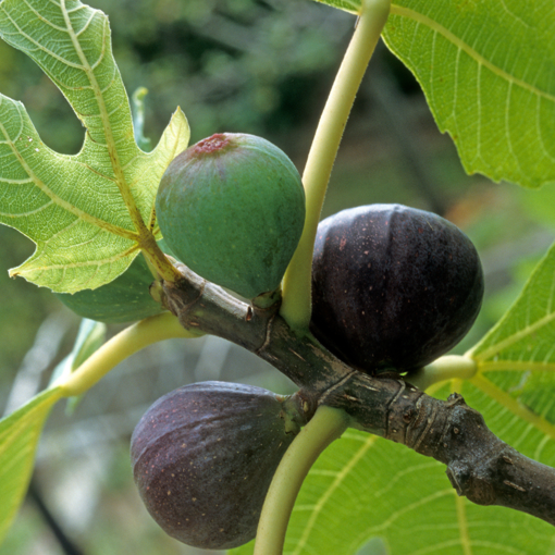 Picture of Beer's Black Fig