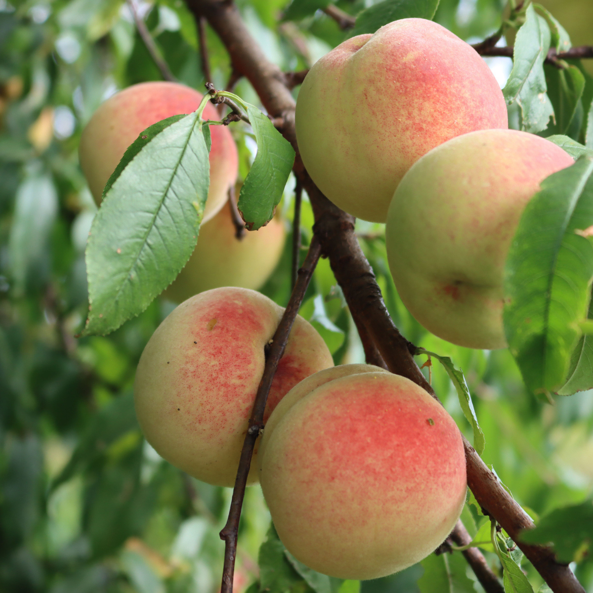 Growing, Caring for and Pruning Peach Trees