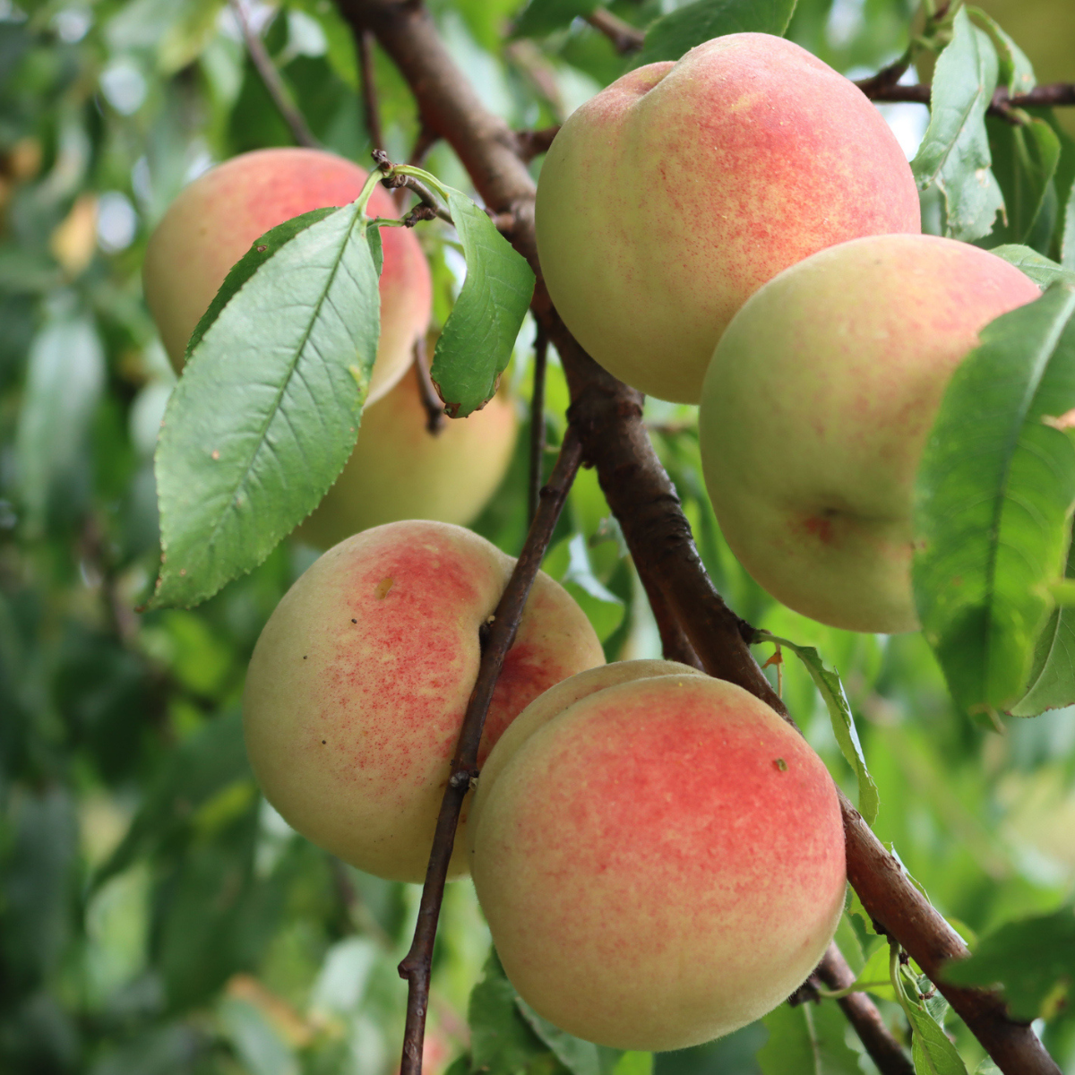 Peaches  Agricultural Marketing Resource Center