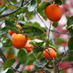Picture of Hachiya Persimmon