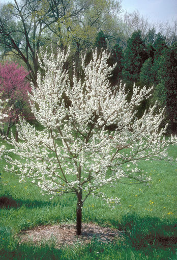 Picture of American Plum